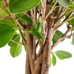 Ficus Moclame - Indian Laurel - Twisted Stem -Hortology Shop Ficus Moclame Indian Laurel Twisted Stem SWACH 2
