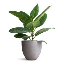 Coral Refined Planter - Clouded Grey -Hortology Shop Ficus benghalensis Audrey Bengal Fig 14x45cm Coral Refined Planter Clouded Grey 18x15cm