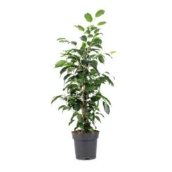 Ficus Benjamina Danielle - Weeping Fig - Branched -Hortology Shop Ficus benjamina Danielle Weeping Fig Branched 14x55cm