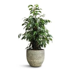Ficus Benjamina Danielle - Weeping Fig - Branched -Hortology Shop Ficus benjamina Danielle Weeping Fig Branched 21x90cm Rinca Plant Pot Shiny Green 29x26cm