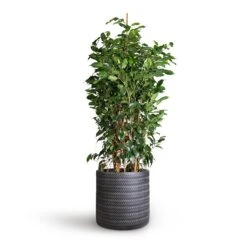 Ficus Benjamina Danielle - Weeping Fig - Branched -Hortology Shop Ficus benjamina Danielle Weeping Fig Branched 27x120cm Angle Cylinder Plant Pot Anthracite 30x30cm