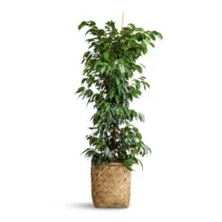 Ficus Benjamina Danielle - Weeping Fig - Branched -Hortology Shop Ficus benjamina Danielle Weeping Fig Branched 27x130cm Zayn Bamboo Planter 31.5x33cm