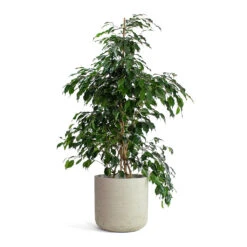 Ficus Benjamina Danielle - Weeping Fig - Branched -Hortology Shop Ficus benjamina Danielle Weeping Fig Branched Charlie Plant Pot Grey Washed