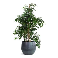 Esra Plant Pot - Graphite -Hortology Shop Ficus benjamina Danielle Weeping Fig Branched Esra Plant Pot Graphite 09e18b98 73c6 467d 8f39 e9370f734219