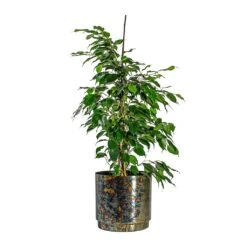 Ficus Benjamina Danielle - Weeping Fig - Branched -Hortology Shop Ficus benjamina Danielle Weeping Fig Branched Minou Metal Plant Pots Set of 3 Copper Black