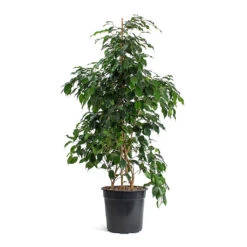 Ficus Benjamina Danielle - Weeping Fig - Branched -Hortology Shop Ficus benjamina Danielle Weeping Fig Branched New