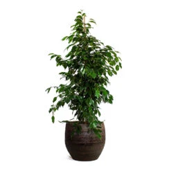 Ficus Benjamina Danielle - Weeping Fig - Branched -Hortology Shop Ficus benjamina Danielle Weeping Fig Branched Owen Plant Pot Brown