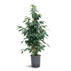 Ficus Benjamina Danielle - Weeping Fig - HydroCare -Hortology Shop Ficus benjamina Danielle Weeping Fig Hydroculture 18 19x100cm