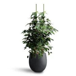 Ficus Benjamina Danielle - Weeping Fig - HydroCare -Hortology Shop Ficus benjamina Danielle Weeping Fig Hydroculture Grigio Balloon Plant Pot Anthracite Concrete