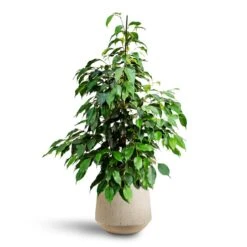 Ficus Benjamina Danielle - Weeping Fig - HydroCare -Hortology Shop Ficus benjamina Danielle Weeping Fig Hydroculture Raindrop Tube Round Planter Stone