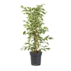 Ficus Benjamina Twilight - Weeping Fig - Branched -Hortology Shop Ficus benjamina Twilight Weeping Fig Branched 14x55cm