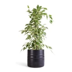 Hadleigh Plant Pot - Charcoal -Hortology Shop Ficus benjamina Twilight Weeping Fig Branched 14x55cm Hadleigh Plant Pot Charcoal 17x15cm efc9e4c8 75b5 41b9 a692 7ba1a0cb3e25