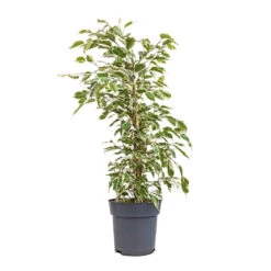 Ficus Benjamina Twilight - Weeping Fig - Branched -Hortology Shop Ficus benjamina Twilight Weeping Fig Branched 17x70cm