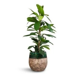 Lindy Plant Pot - Black Green 37 Lindy Plant Pot - Black Green -Hortology Shop Ficus cyathistipula African Fig 21x90cm Lindy Plant Pot Black Green 23x20cm 2