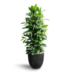 Ficus Cyathistipula - HydroCare -Hortology Shop Ficus cyathistipula African Fig Bola Artstone Plant Pot Black