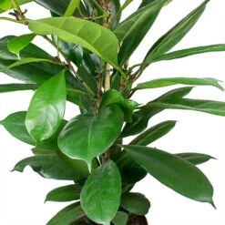 Ficus Cyathistipula - HydroCare -Hortology Shop Ficus cyathistipula African Fig Leaves cc9a3945 1e27 467b 9980 91f36f4ed488