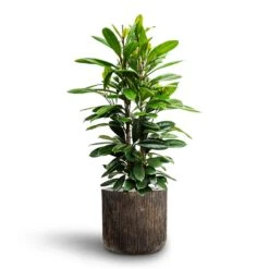 Ficus Cyathistipula - HydroCare -Hortology Shop Ficus cyathistipula African Fig Luxe Lite Waterfall Cylinder Planter Bronze
