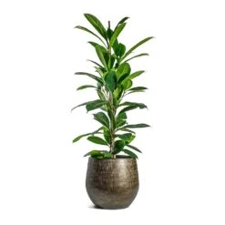 Ficus Cyathistipula - African Fig 13 Ficus Cyathistipula - African Fig -Hortology Shop Ficus cyathistipula African Fig Ryan Plant Pot Shiny Gold