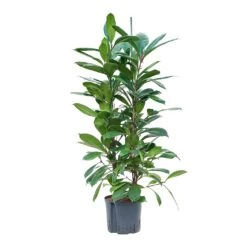 Ficus Cyathistipula - HydroCare -Hortology Shop Ficus cyathistipula Hydroculture 22 19x120cm