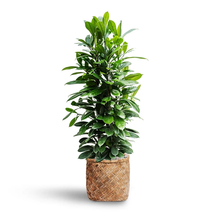 Zayn Bamboo Planter 13 Zayn Bamboo Planter - Image 13