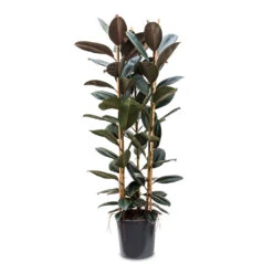 Ficus Elastica Abidjan - Burgundy Rubber Plant -Hortology Shop Ficus elastica Abidjan 35x185cm