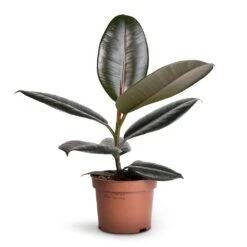 Ficus Elastica Abidjan - Burgundy Rubber Plant -Hortology Shop Ficus elastica Abidjan Burgundy Rubber Plant 12x35cm 1