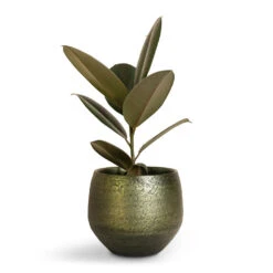 Noor Plant Pot - Velvet Green -Hortology Shop Ficus elastica Abidjan Burgundy Rubber Plant 14x35cm Noor Plant Pot Velvet Green 19x16cm
