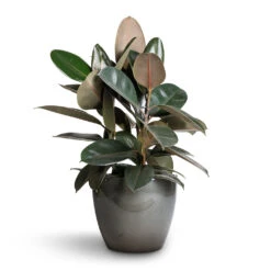 Ficus Elastica Abidjan - Burgundy Rubber Plant -Hortology Shop Ficus elastica Abidjan Burgundy Rubber Plant 24x60cm Sven Plant Pot Smoke 33x28cm ba64c22b aeab 48fc 8a37 d7926ef4d96b