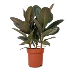 Ficus Elastica Abidjan - Burgundy Rubber Plant -Hortology Shop Ficus elastica Abidjan Burgundy Rubber Plant 24x80cm
