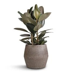 Ficus Elastica Abidjan - Burgundy Rubber Plant -Hortology Shop Ficus elastica Abidjan Burgundy Rubber Plant 24x80cm Harley Cement Stone Plant Pot Granite Grey 37x34cm