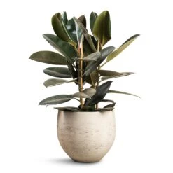 Ficus Elastica Abidjan - Burgundy Rubber Plant -Hortology Shop Ficus elastica Abidjan Burgundy Rubber Plant 24x80cm Mini Orb Kevan Plant Pot Grey Washed 32x28cm