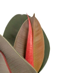 Ficus Elastica Abidjan - Burgundy Rubber Plant -Hortology Shop Ficus elastica Abidjan Burgundy Rubber Plant DETAIL