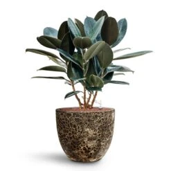 Lava Couple Relic Planter - Black 22 Lava Couple Relic Planter - Black -Hortology Shop Ficus elastica Abidjan HydroCare Lava Couple Relic Planter Black d1e501c3 7461 4a84 ac90 58f98aa0e312