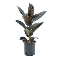 Ficus Elastica Abidjan - HydroCare -Hortology Shop Ficus elastica Abidjan Hydroculture 18 19x95cm