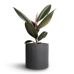 Puk Natural Planter - Matt Black -Hortology Shop Ficus elastica Abidjan Rubber Plant 12x35cm Puk Natural Planter Matt Black 15x15cm