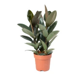 Ficus Elastica Abidjan - Burgundy Rubber Plant -Hortology Shop Ficus elastica Abidjan Rubber Plant
