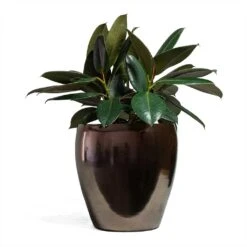 Ficus Elastica Abidjan - Burgundy Rubber Plant -Hortology Shop Ficus elastica Abidjan Rubber Plant 24x60cm Amora Plant Pot Black Gold 32x32cm 096b7662 634b 47ca 9c01 22f0fde1e712
