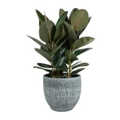 Ficus Elastica Abidjan - Burgundy Rubber Plant -Hortology Shop Ficus elastica Abidjan Rubber Plant Karlijn Plant Pot Anthracite 5473e867 458c 4508 b4e0 e6c7c4d936ac