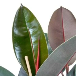 Ficus Elastica Abidjan - HydroCare -Hortology Shop Ficus elastica Abidjan Rubber Plant Leaves 0a9b4913 6ce8 4055 baa8 19c6181f930f