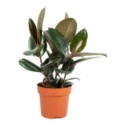 Ficus Elastica Abidjan - Burgundy Rubber Plant -Hortology Shop Ficus elastica Abidjan Rubber Plant Medium