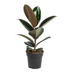 Ficus Elastica Abidjan - Burgundy Rubber Plant -Hortology Shop Ficus elastica Abidjan Rubber Plant Small