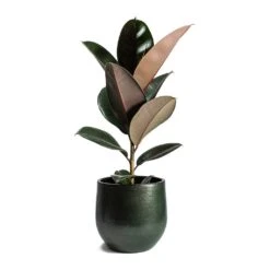 Zembla Plant Pot - Green -Hortology Shop Ficus elastica Abidjan Rubber Plant Zembla Plant Pot