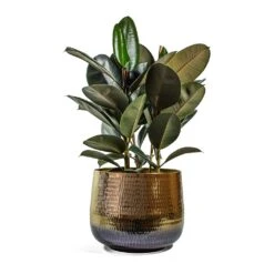 Ficus Elastica Abidjan - Burgundy Rubber Plant -Hortology Shop Ficus elastica Abidjan Rubber Plant jenna metal plant pot d6131747 ac3c 4a08 b667 5b79f8ad5f01