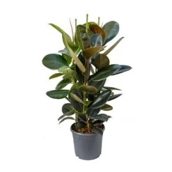 Ficus Elastica Abidjan - Burgundy Rubber Plant -Hortology Shop Ficus elastica Abidjan Rubber Plant 89c4167c eb3c 496f 9722 2997d69419b1