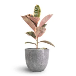 Ficus Elastica Belize - Pink Rubber Plant 25 Ficus Elastica Belize - Pink Rubber Plant -Hortology Shop Ficus elastica Belize Pink Rubber Plant 17x60cm Bola Artstone Plant Pot Grey 23x20cm 23e85bd4 ab1c 40c0 a6c2 ba3f79e8e97e