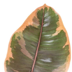 Ficus Elastica Belize - Pink Rubber Plant 31 Ficus Elastica Belize - Pink Rubber Plant -Hortology Shop Ficus elastica Belize Pink Rubber Plant DETAIL 2