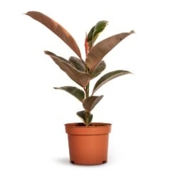 Ficus Elastica Belize - Pink Rubber Plant 21 Ficus Elastica Belize - Pink Rubber Plant -Hortology Shop Ficus elastica Belize Rubber Plant 12x30cm