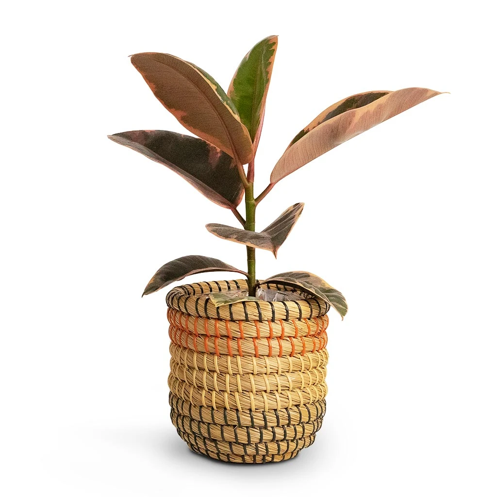 Ficus Elastica Belize - Pink Rubber Plant 17 Ficus Elastica Belize - Pink Rubber Plant - Image 17