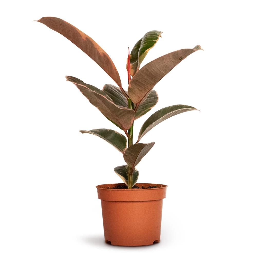 Ficus Elastica Belize - Pink Rubber Plant 3 Ficus Elastica Belize - Pink Rubber Plant - Image 3