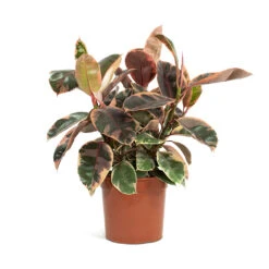 Ficus Elastica Belize - Pink Rubber Plant 28 Ficus Elastica Belize - Pink Rubber Plant -Hortology Shop Ficus elastica Belize Rubber Plant 21cm